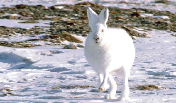 Arctic tavşanı nerede yaşıyor ve yemek yiyor?