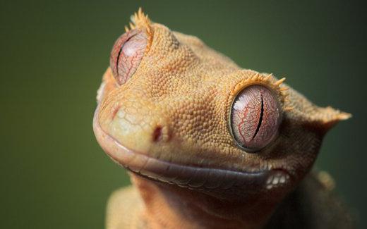 schecked gecko