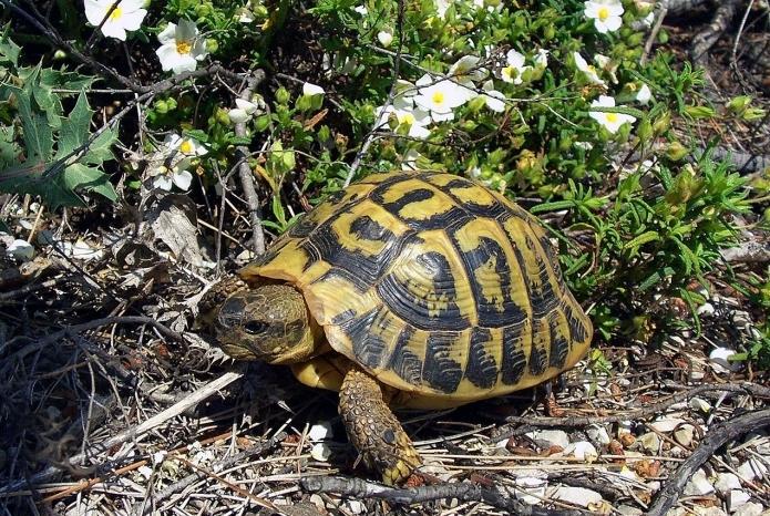 arazi kaplumbağalarının yaşını nasıl belirlenir