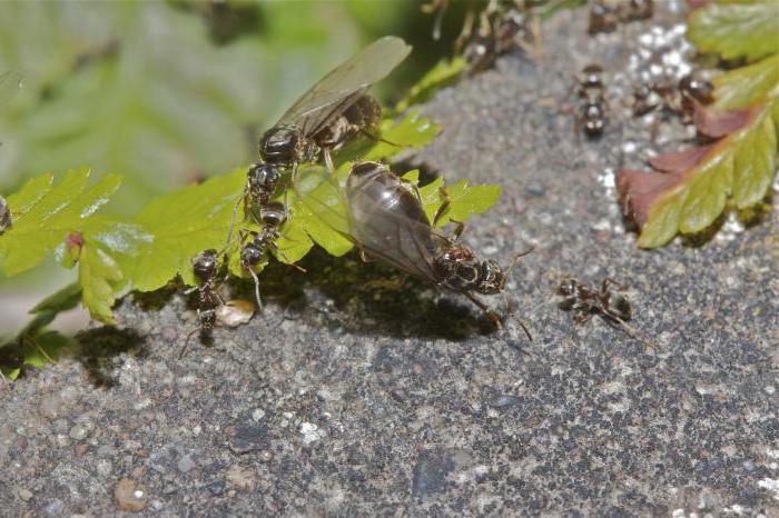 lasius niger 