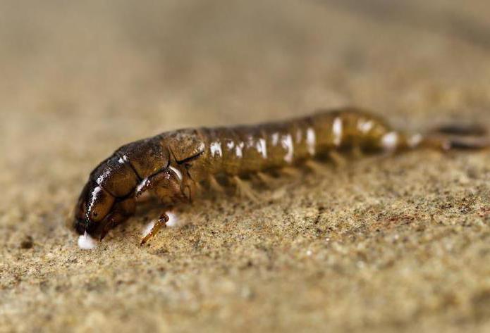 Caddisfly'nin Larva: tanımı, yaşam alanı ve üreme