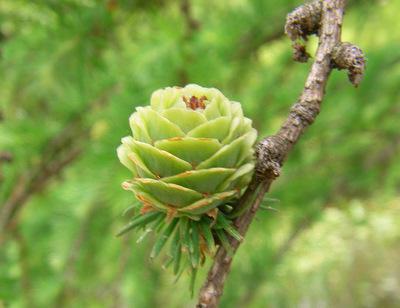 larch Daurian Fotoğrafları