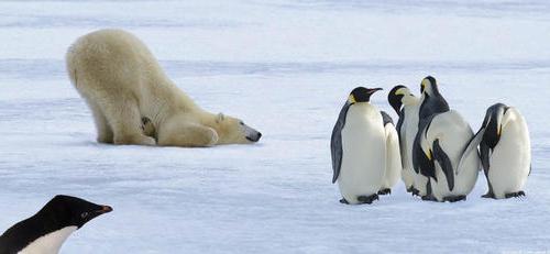 kutup ayısı penguenleri neden yemiyor?