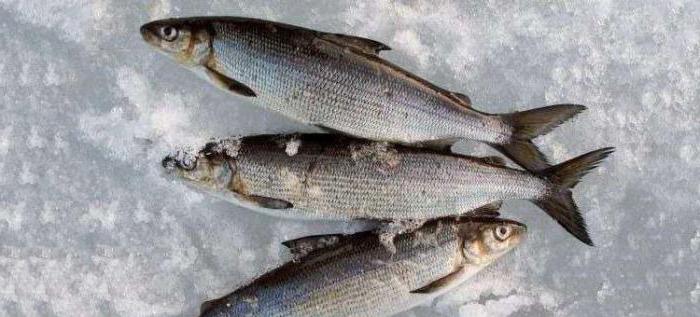 Whitefish ailesinden Omul balık. Açıklama ve yaşam alanı