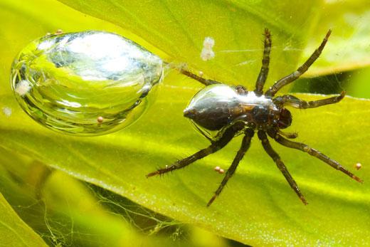 Spider-silverback - hava kalesinin sahibi