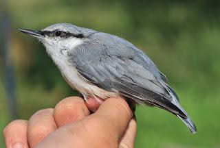 Nuthatch (kuş): ne tür bir kuş, nasıl görünüyor? Göçmen kuş bir bıldırcın mı yoksa kış uykucu bir kuş mu?