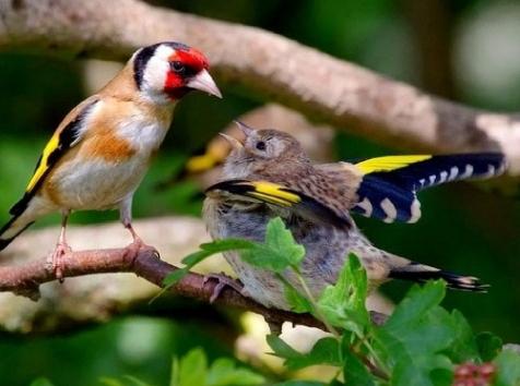 Goldfinch bir şarkı kuştur