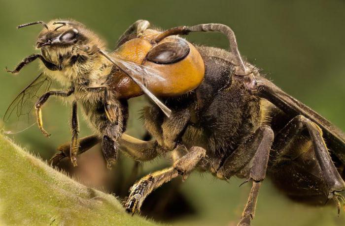 Ölümcül Japon hornets