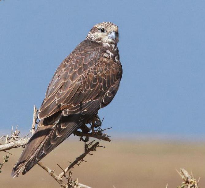 falcon saker kırmızı kitap