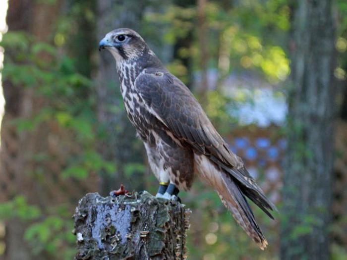 Falcon Sokol: fotoğraf ve açıklama