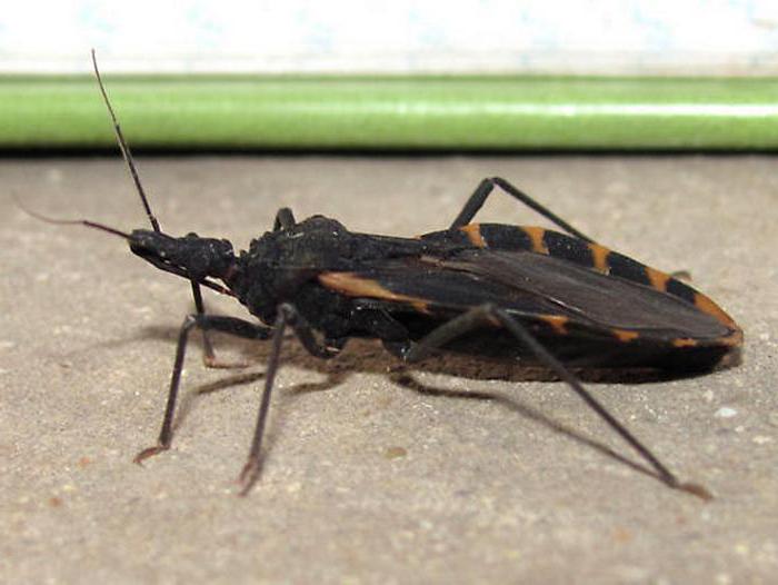 Triathoma böcekleri: açıklama, sınıflandırma ve ilginç gerçekler
