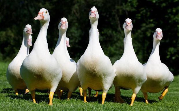 Phraseology ne anlama geliyor? Goose Goose