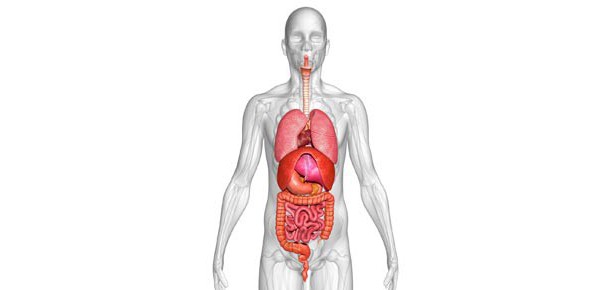 Organizma için yeri doldurulan organ sistemi: insanın yapısı