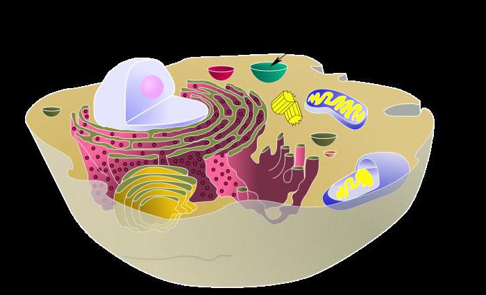 Vacuol ... Hücre vaküolünün fonksiyonları