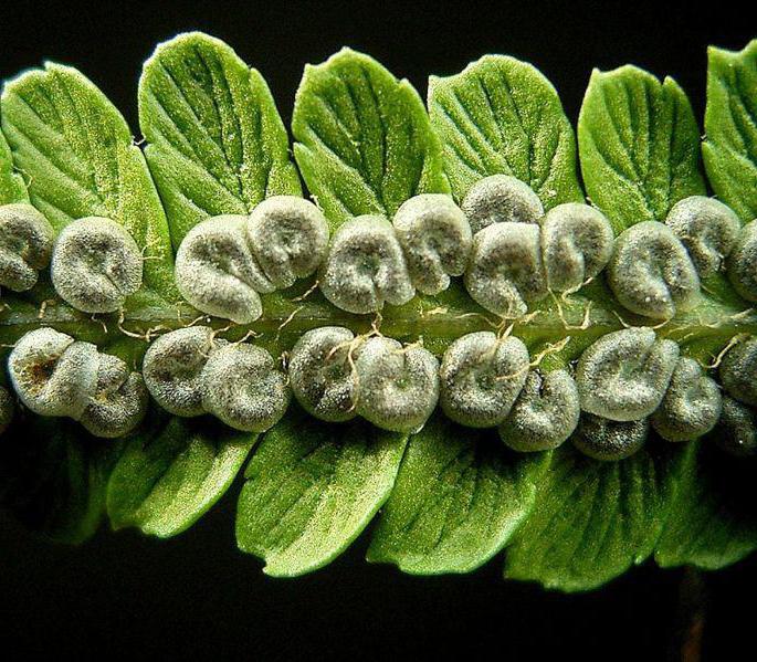 gymnospermlerin yaşam döngüsü