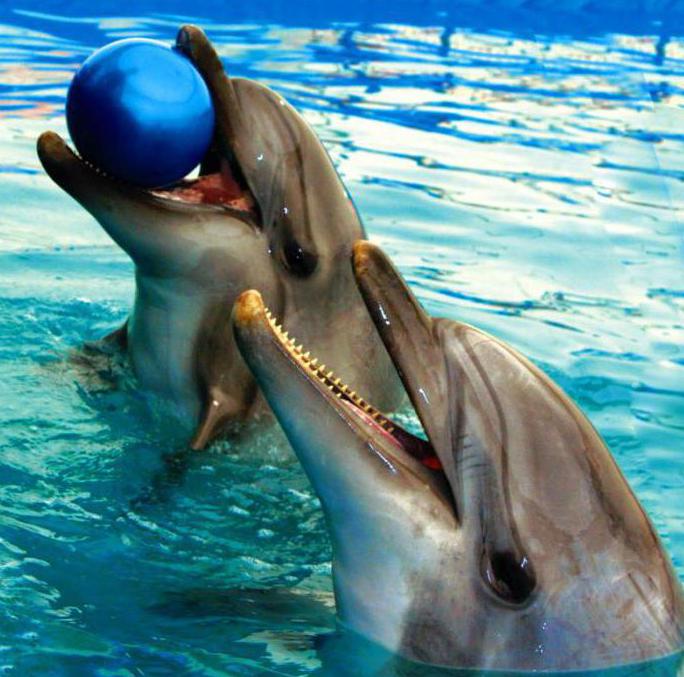 Üzerinde Dolphinarium 