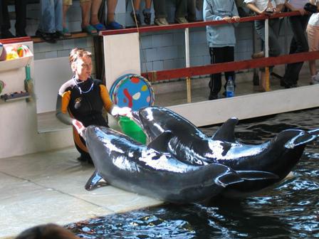 pike levrek dolphinarium