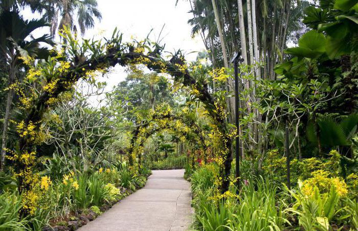 Tsitsine'deki ana botanik bahçesi