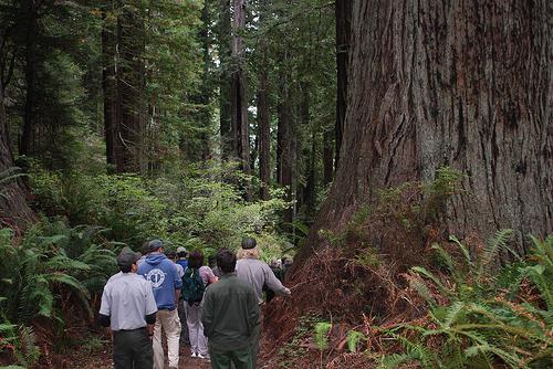 milli park redwood eyaleti California 