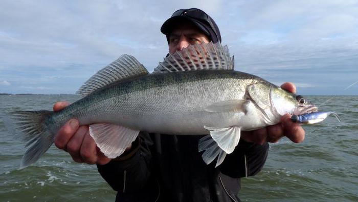 Kaliningrad Koyu: zander için balıkçılık