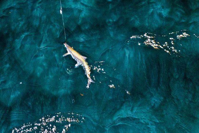 Baykal Gölü'nde yaz aylarında balıkçılık. Yaz aylarında Selenga deltası'nda balık tutma