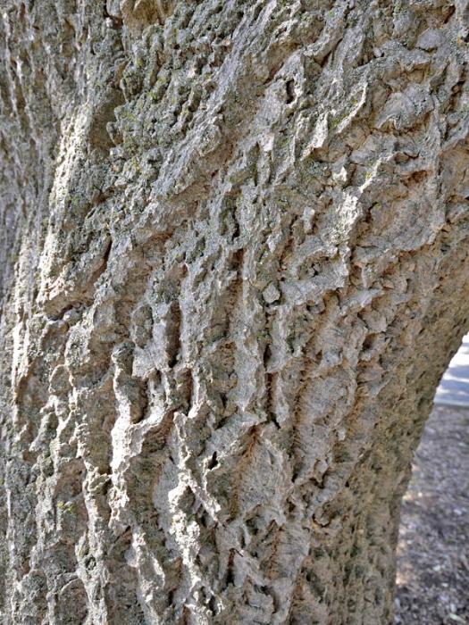 Amur kadife. Şifalı ağacın iyileştirici özellikleri