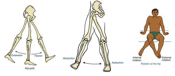 Kalça ekleminin anatomisi: yapı, kaslar, ligamentler