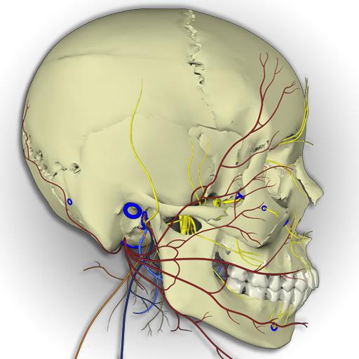 Нервы лицевого черепа. Тройничный нерв анатомия на черепе. Черепные нервы тройничный нерв. Топография головы Черепные нервы.. Топография тройничного нерва.