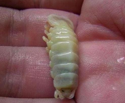 Cymothoa Exigua