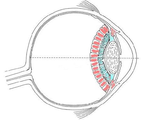 Vitreus vücudunun yıkımı 