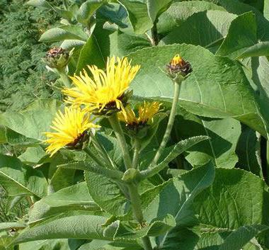 aylık ertelenmiş aylık elecampane