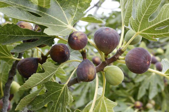 Kurutulmuş incir vücut için iyi ve kötü