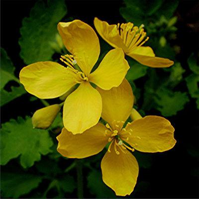 Papillomas celandine çıkarılması