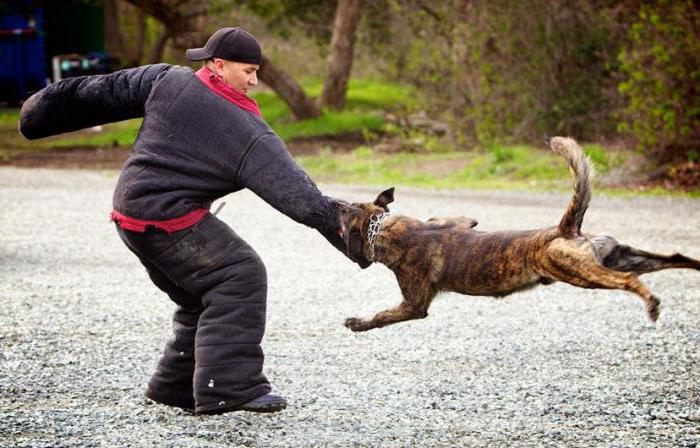 köpek ısırığı için ilk yardım