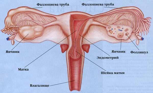 Bir kişinin iç organlarının yeri ve özellikleri